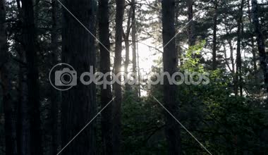 Ormandaki ağaçların arasından güneş