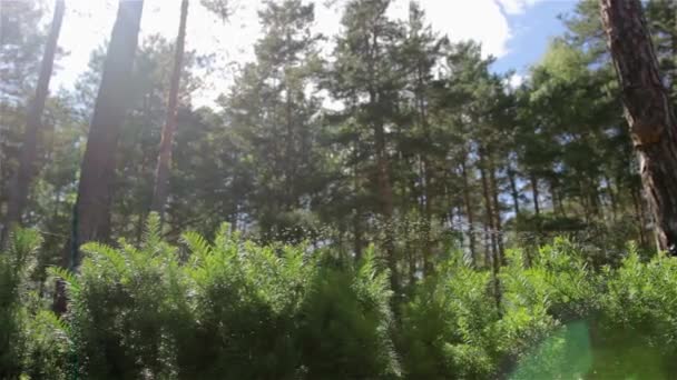 Slunce přes stromy v lese — Stock video