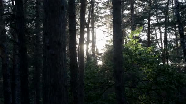 El sol entre los árboles en el bosque — Vídeo de stock