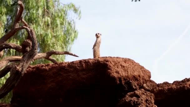 İki ayak üzerinde komik Meerkat duruyor — Stok video