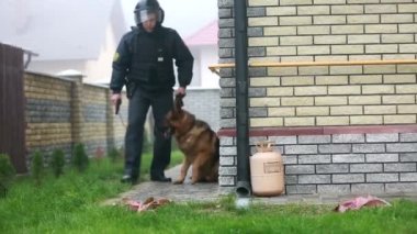 Bir polis ve bir köpek katili bulmak için arıyorum