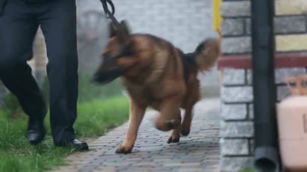 Hond en politieman — Stockvideo