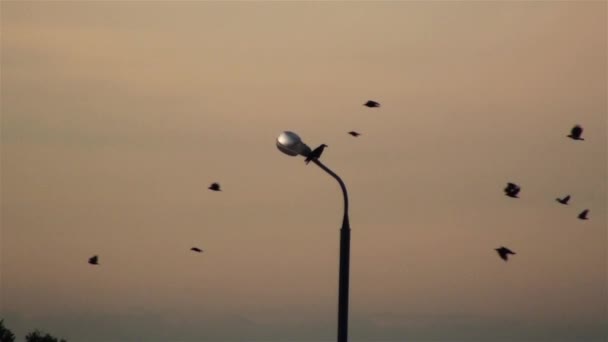 Black birds flying across the sky. On the lamp post sits lonely bird — Stock Video