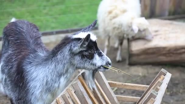 Cabra e ovelha na fazenda comendo feno — Vídeo de Stock