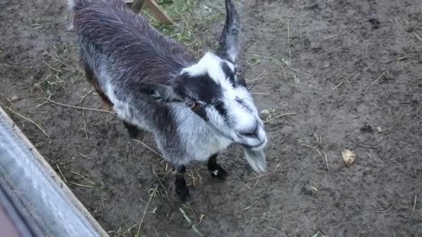 Goat stands on Earth looks into the camera. — Stock Video