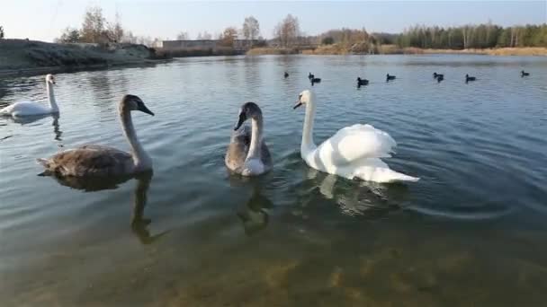 Лебеди и утки плавают в маленьком озере — стоковое видео