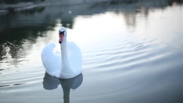 Cisne solitário nada em um pequeno lago . — Vídeo de Stock