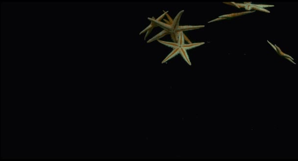 Starfish in the water in slow motion — Stock Video