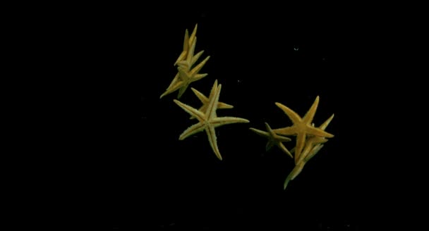 Estrella de mar en el agua en cámara lenta — Vídeo de stock