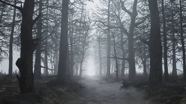 3d renderowanie straszny i pusty las we mgle — Zdjęcie stockowe