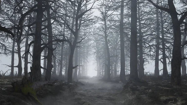 3d renderowanie straszny i pusty las we mgle — Zdjęcie stockowe