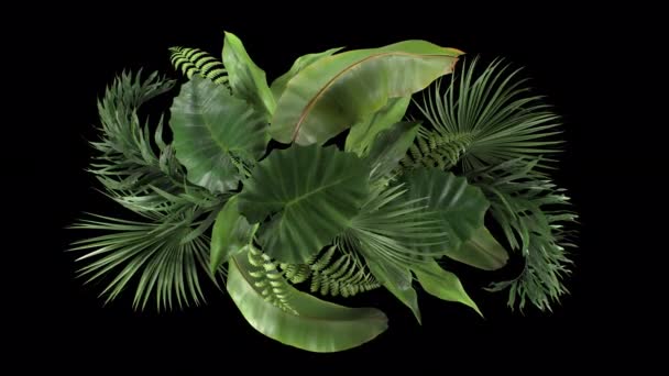 Composición de plantas tropicales que se mueven en el viento en una animación de bucle con canal alfa — Vídeo de stock