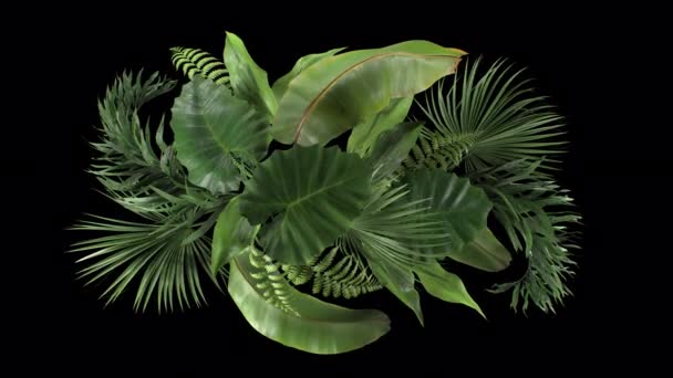 a szélben mozgó trópusi növények összetétele az alfa-csatornával