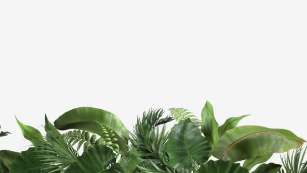 Plantas tropicales que se mueven en el viento en una animación de bucle sobre un fondo blanco — Vídeo de stock