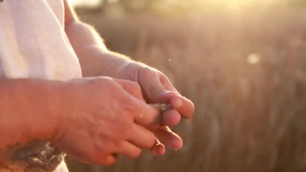 Мужские руки на пшеничном поле — стоковое видео