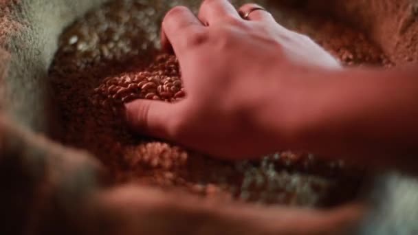 La mano di uomini forte prende molti grani di grano da un sacco — Video Stock