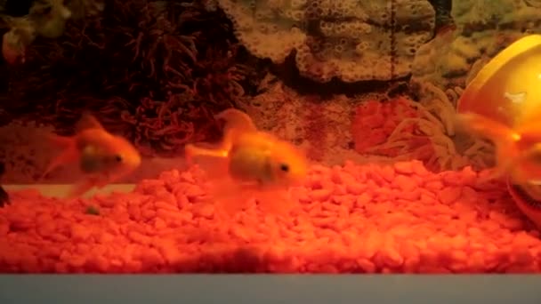 Pesci rossi in acquario — Video Stock