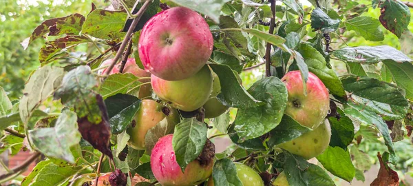 Dojrzałe Jabłka Wiszą Drzewie Ogrodzie Czerwone Piękne Jabłka Ukraina Września — Zdjęcie stockowe