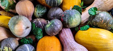 Balkabağı. Birçok farklı türde balkabağı. Cadılar bayramı için taze balkabakları. Ukrayna, 26 Eylül 2021.