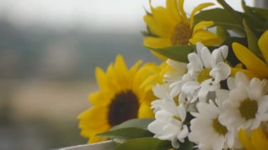 Camomiles ve ayçiçeği pencere eşiğinde