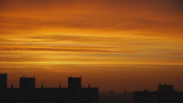 Vogelsilhouette im Morgengrauen gegen den Himmel — Stockvideo