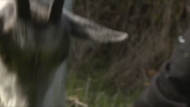 Cabra comendo grama das mãos — Vídeo de Stock
