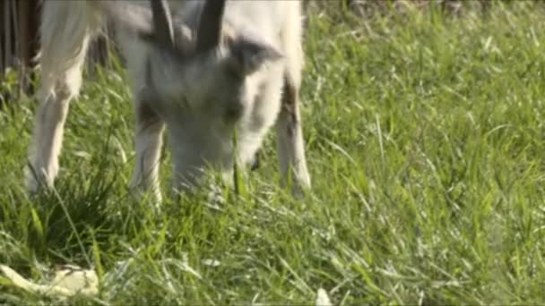山羊放牧和着相机的镜头 — 图库视频影像