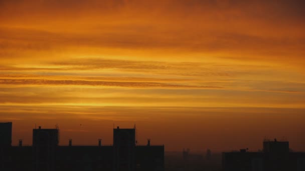 1 羽の鳥のシルエットを背景に空を — ストック動画