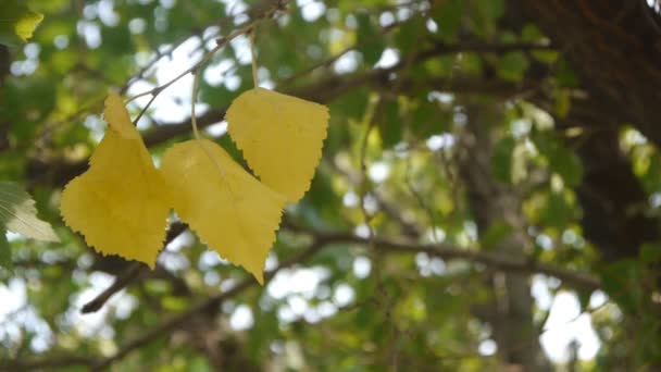 Cuatro hojas amarillas — Vídeo de stock