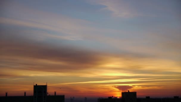 Vogelsilhouette vor hellem Himmel im Morgengrauen 2 — Stockvideo