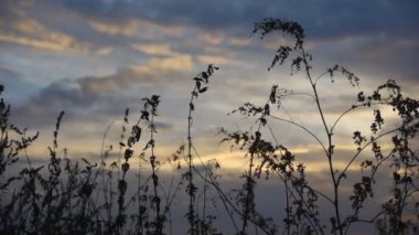 Şafak sahasının çim