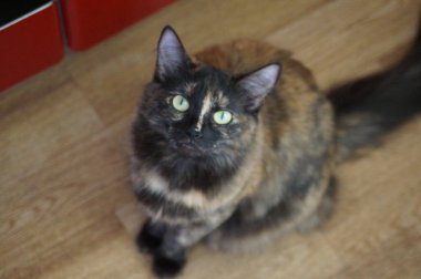 Kaplumbağa kabuğundan bir kedi portresi