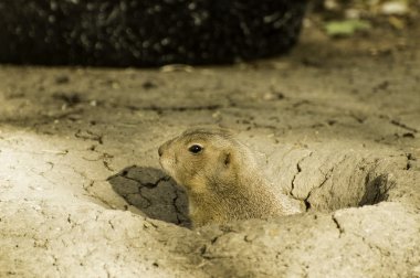Gopher Peaking onun delikten