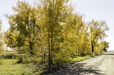Sonbahar yaprakları arkadan aydınlatmalı güneş tarafından