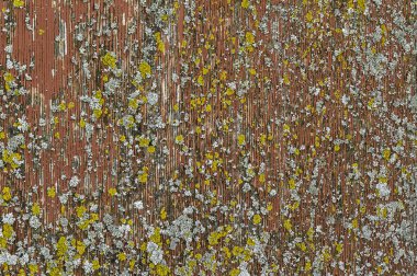 Soyulmuş boya ve liken