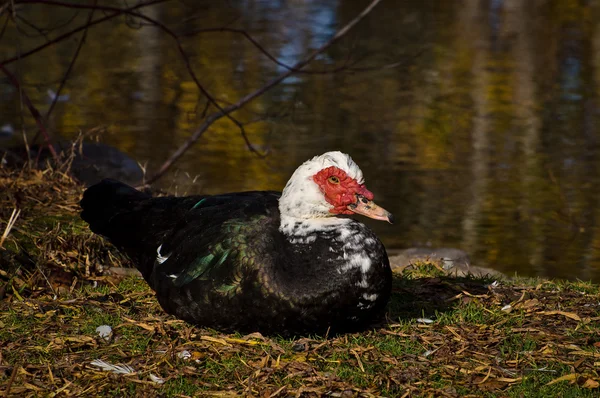 Kachna pižmová položenou na zemi — Stock fotografie