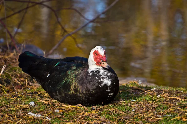 Muscovy Duck mirándome cautelosamente —  Fotos de Stock