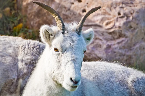 Mountain Goat Resting — Stock Photo, Image