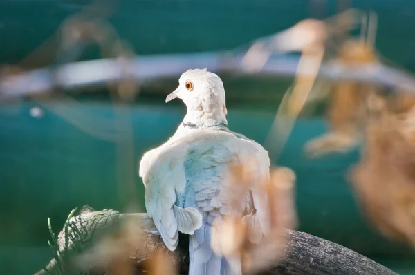 鳩はそれは首を伸ばすリング首 — ストック写真