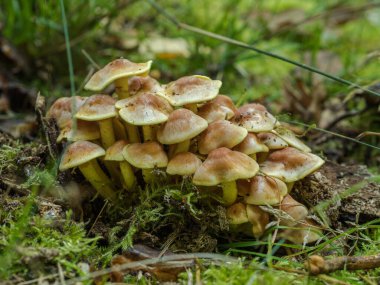 Doğal çalılıklardaki mantarlar