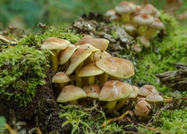 Doğal çalılıklardaki mantarlar