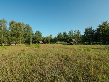 Masovia ilkel ormanında bir orman.