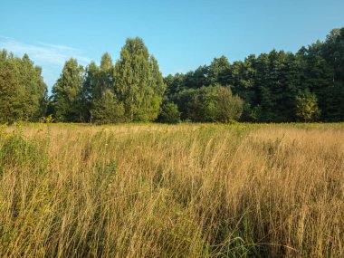 Kampinos Ormanı 'ndaki Kelebek Çayırları