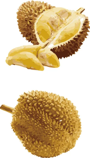 durian meyve vektörü 