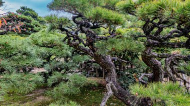 Japonya 'daki bahçe 