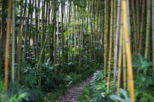 Jardín chino estilizado —  Fotos de Stock