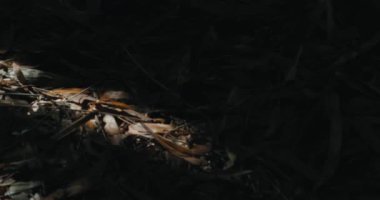 Güneş ışığı bambu ormanında akıyor. 