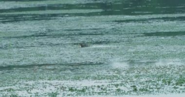 Ördekler gölde yüzüyor