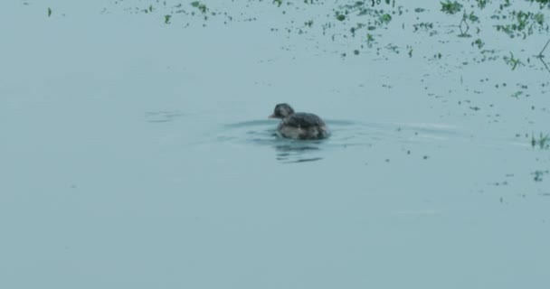 Patos nadando en el lago — Vídeos de Stock