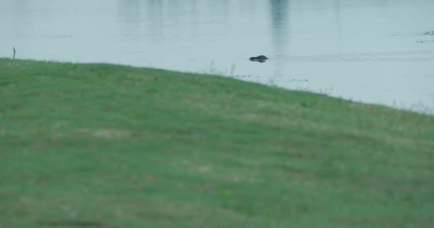 Ducks swimming at lake — Stock Video